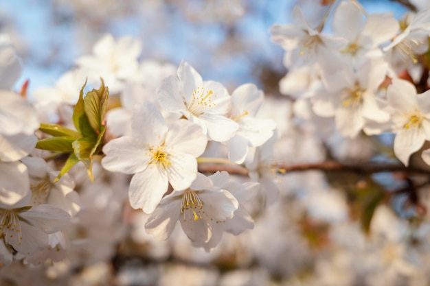 Belle fleur de pêcher