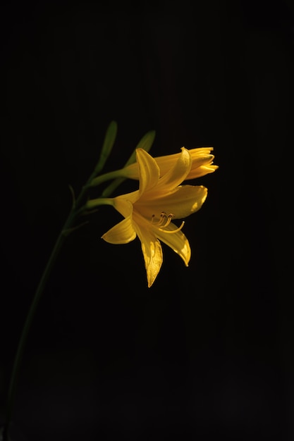 belle fleur à pétales jaunes sur fond noir