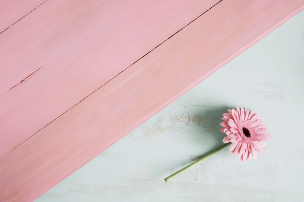 Photo gratuite belle fleur près de la surface rose