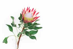 Photo gratuite belle fleur de protea sur fond blanc isolé