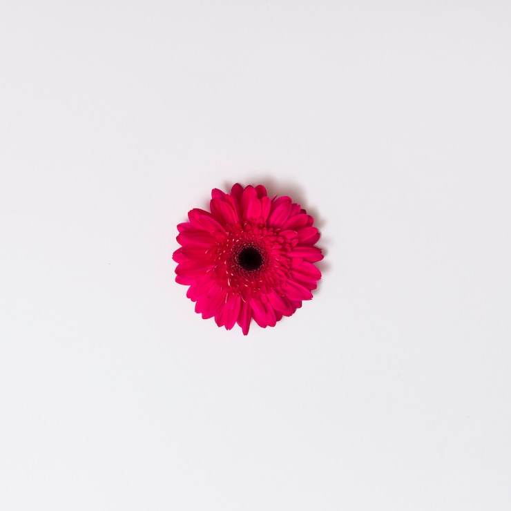 Photo gratuit belle fleur rose