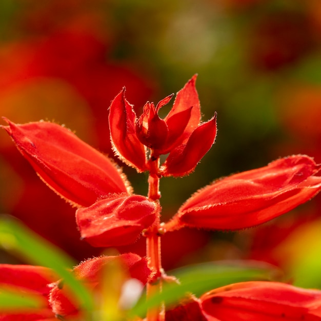 Photo gratuite belle fleur rouge macro nature