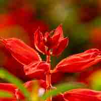 Photo gratuite belle fleur rouge macro nature