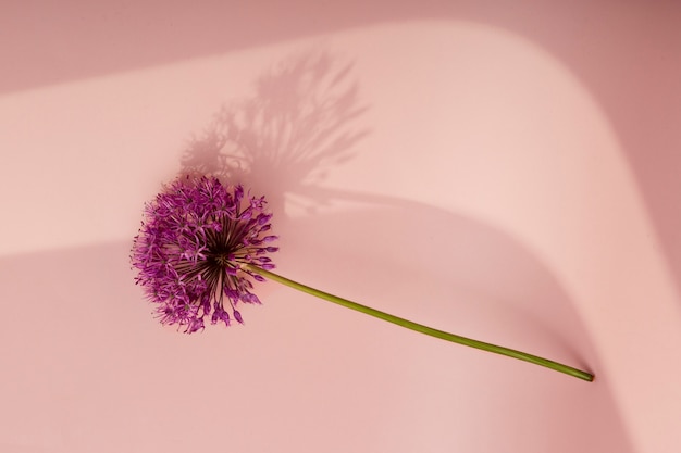 Photo gratuite belle fleur violette à angle élevé
