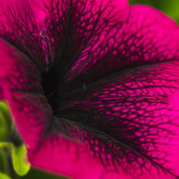 Belle fleur violette fraîche avec motif noir