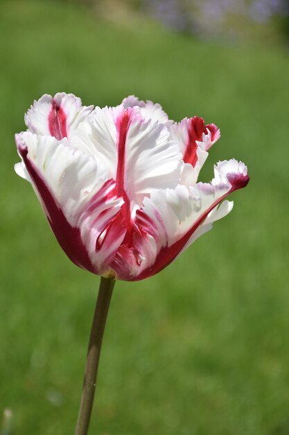 Belle floraison de tulipe perroquet à rayures blanches et rouges.