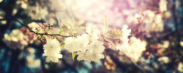 Belle flou de fond fleurie colorée. Horizontal. Concept de printemps. Toning. Mise au point sélective.