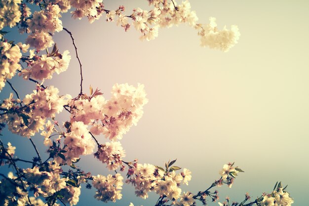 Belle flou de fond fleurie colorée. Horizontal. Concept de printemps. Toning. Mise au point sélective.