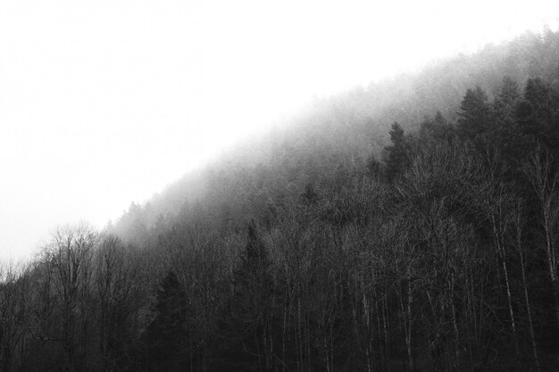 Belle forêt épaisse avec un ciel blanc clair