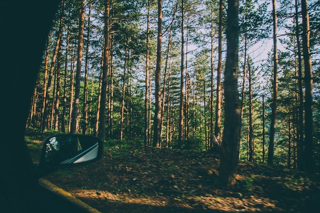 Belle forêt avec de grands arbres et plantes tirées d'une fenêtre de voiture