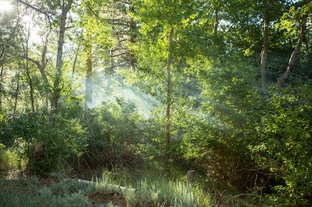 Photo gratuite belle forêt avec des rayons du soleil