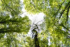 Photo gratuite belle forêt verte naturelle