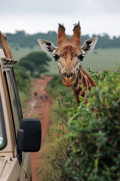 Une belle girafe dans la nature