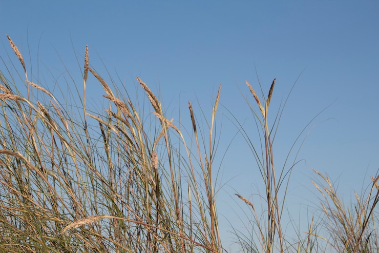 Photo gratuit belle herbe contre le ciel