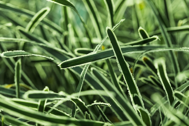 Photo gratuite belle herbe verte fraîche