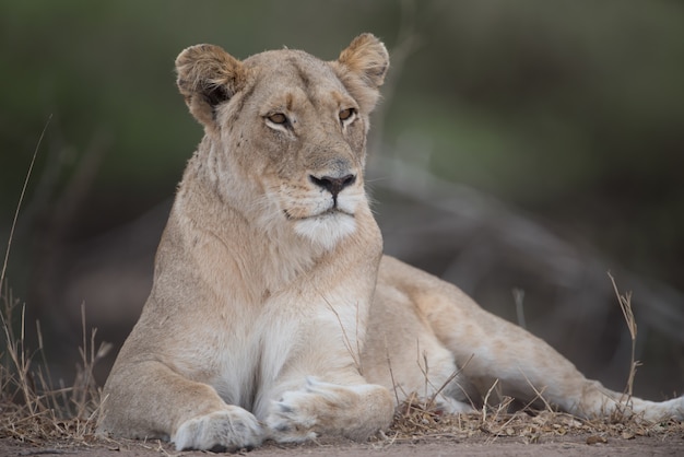 Belle lionne dans la nature