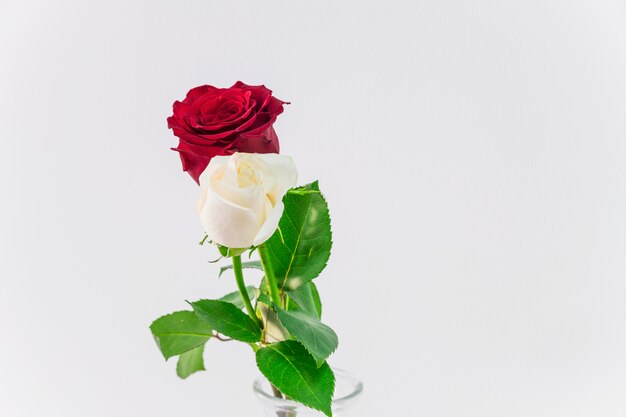 Belle lumière fraîche et fleurs rouges dans un vase