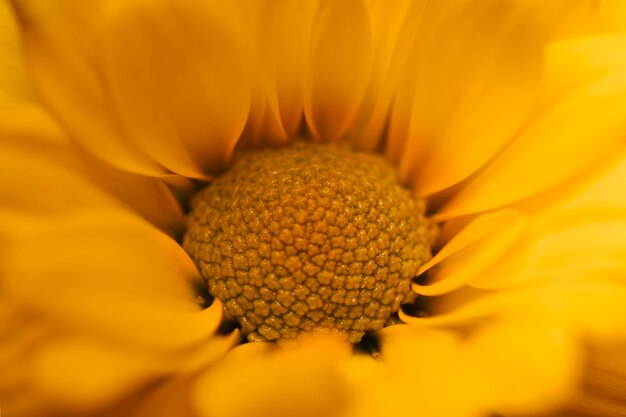 Belle macro de chrysanthème jaune