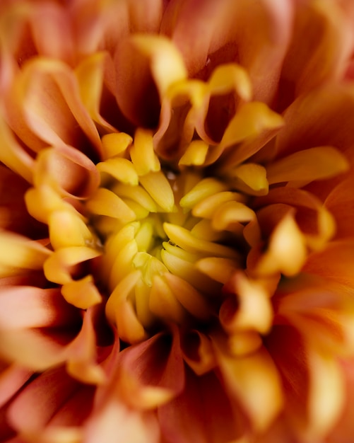 Belle macro de chrysanthème