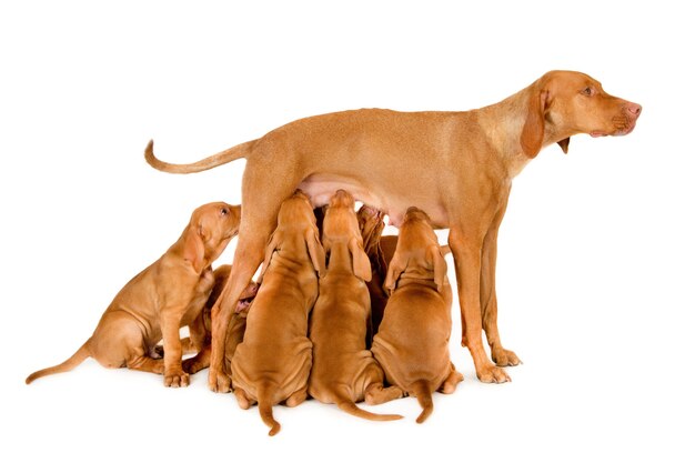 Belle maman hongroise Vizsla allaitant ses chiots sur une surface blanche