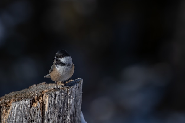 Une belle mésange carolina perchée sur le journal