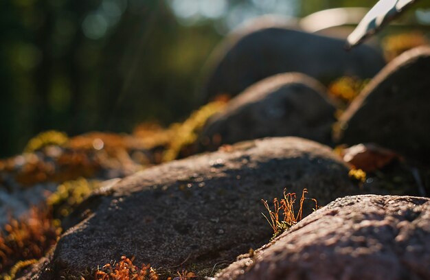 Belle mousse rouge poussant sur des pierres de granit brutes au nord dans la forêt aux rayons du soleil couchant. Mise au point sélective sur la mousse en fleurs. Rétro-éclairage. Textures de roches et de mousse dans la nature pour le papier peint