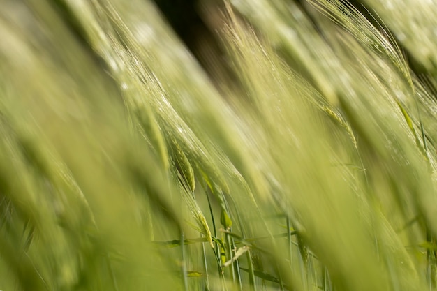 Belle nature avec de hautes herbes