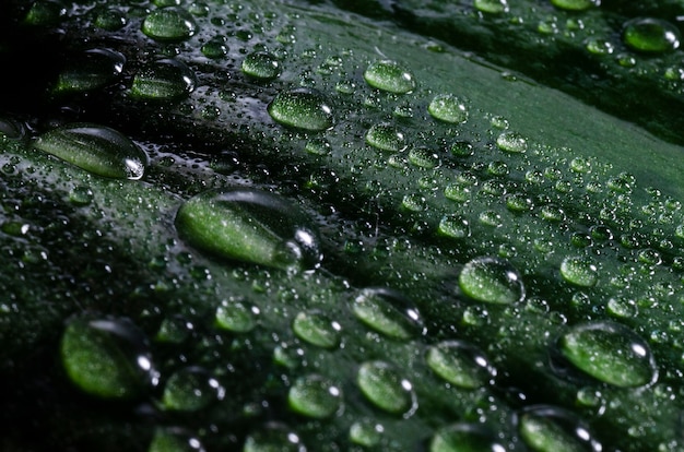 Photo gratuite belle nature morte avec de l'eau