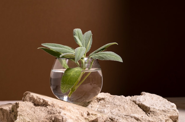 Belle nature morte avec phytothérapie