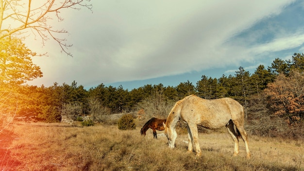 Photo gratuite belle nature rétro avec des chevaux sauvages