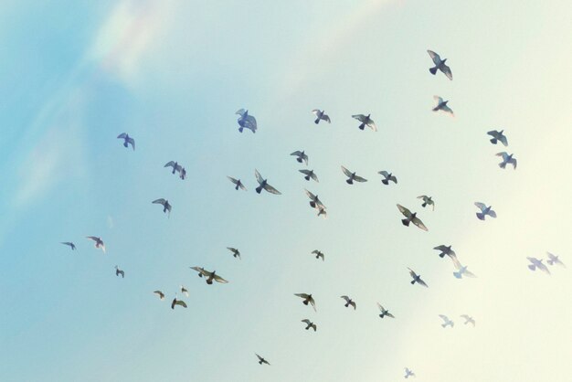 Belle nature rétro avec des oiseaux