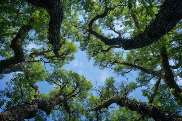 Photo gratuite une belle perspective de canopée d'arbre avec un paysage naturel