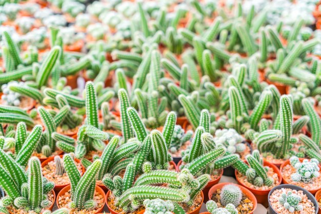 Belle petit champ de cactus.