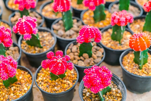 Belle petit champ de cactus.