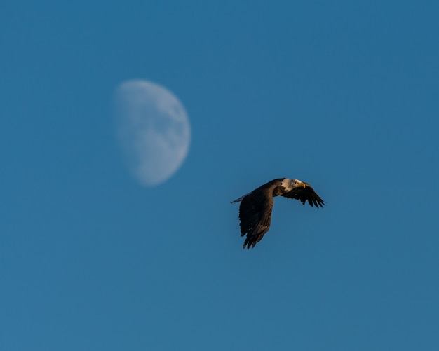 Belle photo d'un aigle volant