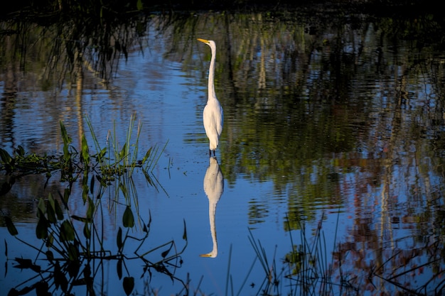 Photo gratuite belle photo d'une aigrette debout dans l'eau