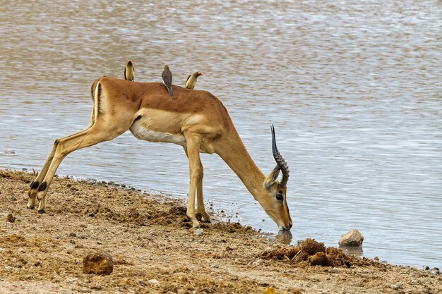 Belle photo d'une antilope buvant de l'eau sur le lac tandis que des oiseaux oxpecker à cheval sur son dos