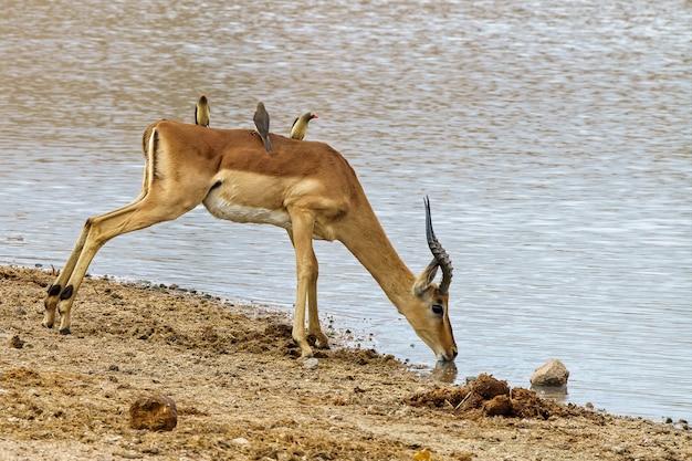 Belle photo d'une antilope buvant de l'eau sur le lac tandis que des oiseaux oxpecker à cheval sur son dos