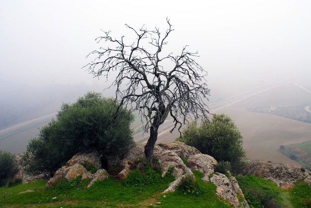 Belle photo d'un arbre nu avec des collines brumeuses