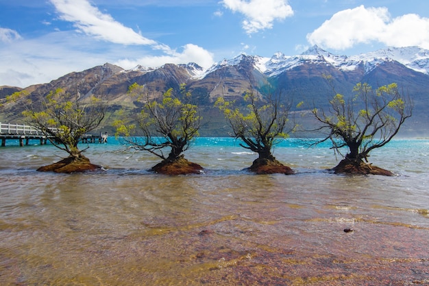 Belle Photo D'arbres Dans Le Lac Glenorchy, Nouvelle-zélande