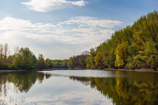 Belle photo d'arbres vert vif près d'un lac