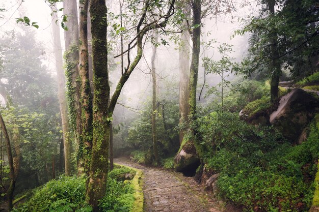 Belle photo au niveau des yeux d'un sentier dans une forêt verte