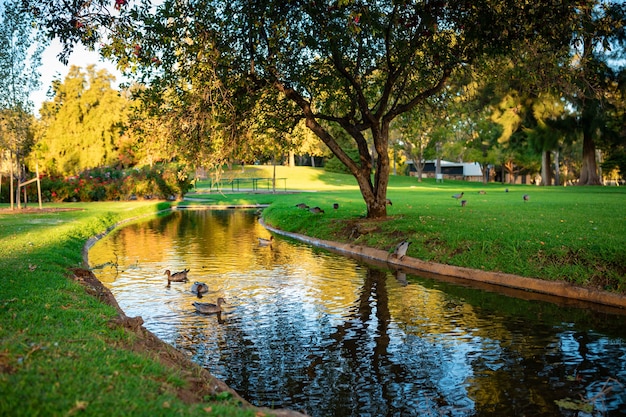 Belle photo de canards colverts mignons nageant dans une rivière