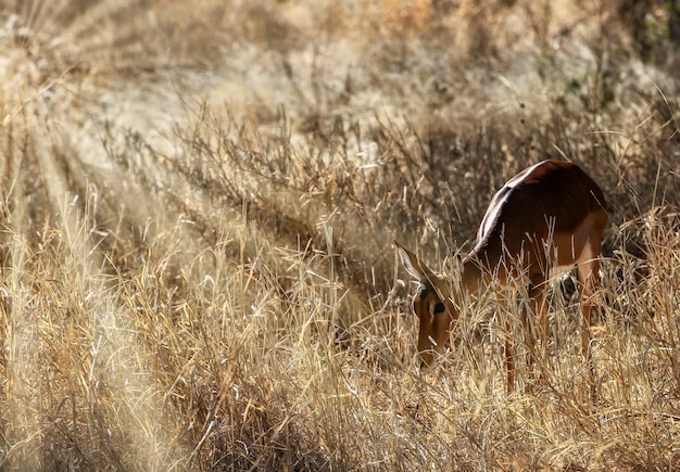 Belle photo d'un cerf mignon dans les champs