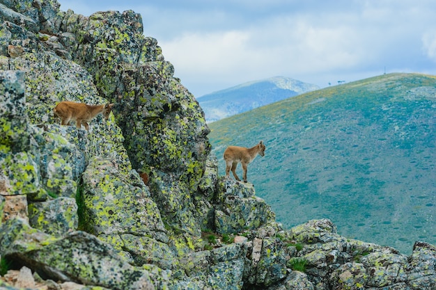 Belle Photo D'un Cerf De Virginie Dans Les Montagnes Rocheuses