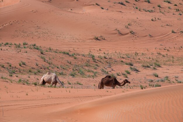 Belle photo d'un chameau sur les dunes de sable dans le désert à Dubaï, Émirats Arabes Unis