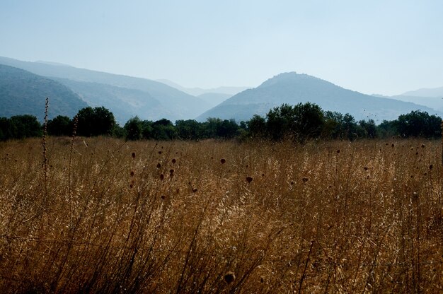 Belle photo d'un champ avec des arbres et des montagnes boisées