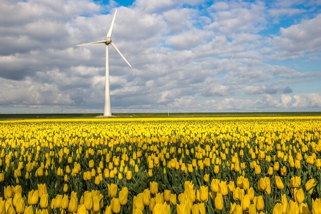 Belle photo d'un champ de fleurs jaunes avec un moulin à vent au loin sous un ciel nuageux