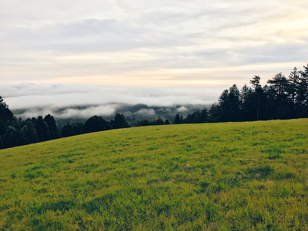 Belle photo d'un champ avec une forêt en arrière-plan au coucher du soleil