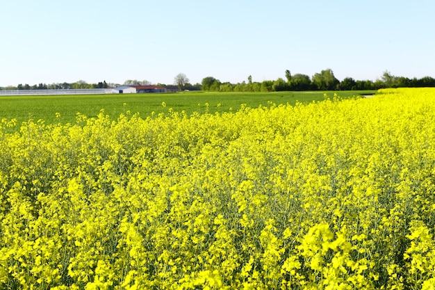 Belle photo d'un champ plein de fleurs jaunes